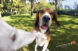 冠軍級呵護(hù)，源于每一份冠軍寵物食品